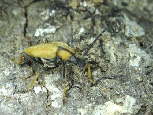 Stictoleptura rubra